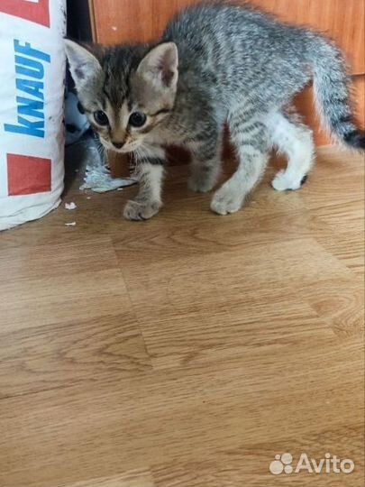 Котята бесплатно