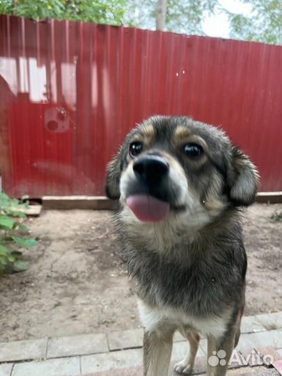 Собака в добрые руки
