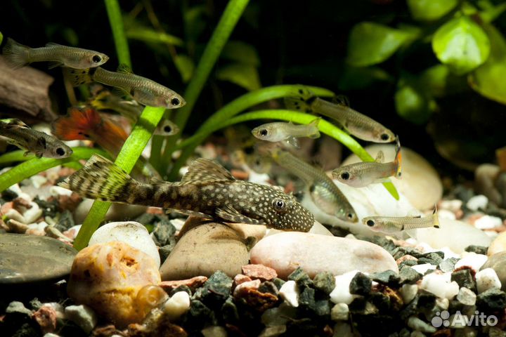Аквариумные рыбки сомики и гуппи