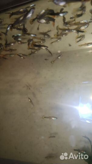 Рыбки гуппи