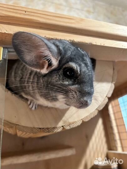 Шиншилла с витриной