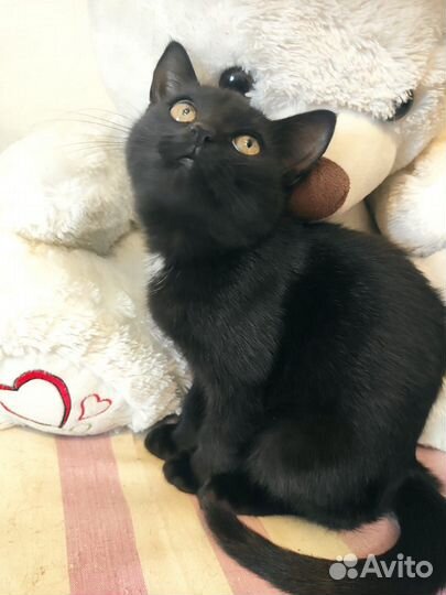 В добрые руки