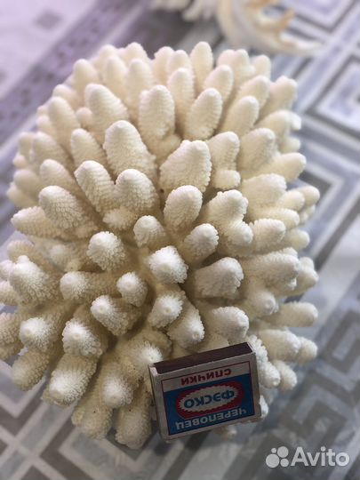 Кораллы, ракушки