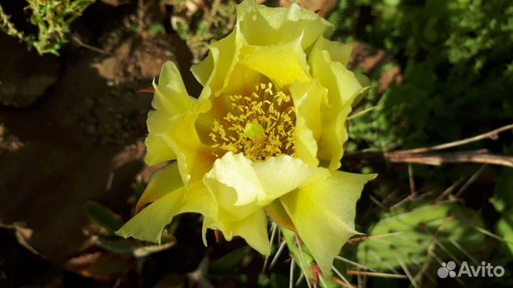 Морозостойкая опунция