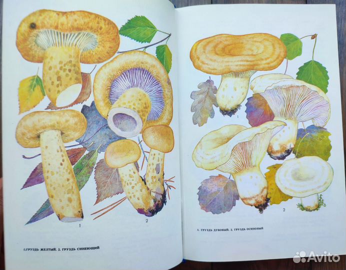 Ботаническая книга грибы, растения