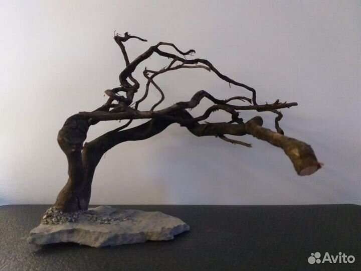 Коряга мангровая. Виноградная лоза. Коряга мопани