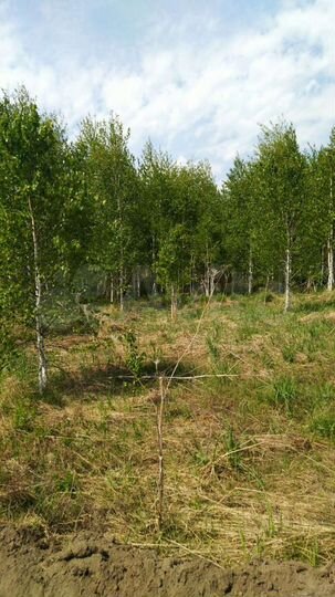 Участок 15,2 сот. (СНТ, ДНП)