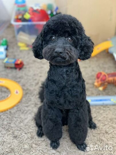 Вязка кобель