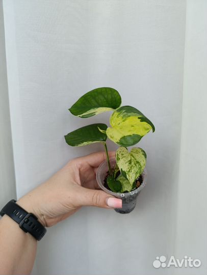 Эпипремнум Happy leaf