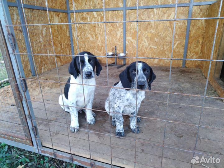 Щенки курцхаара