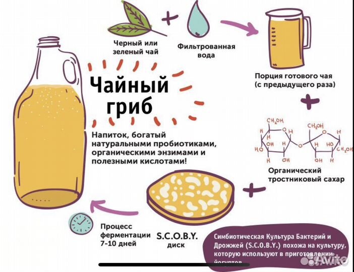 Чайный гриб комбуча