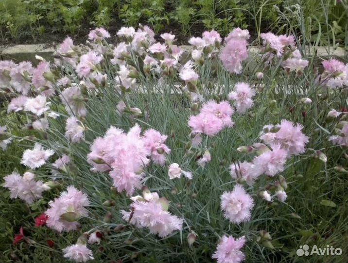 Гвоздика перистая