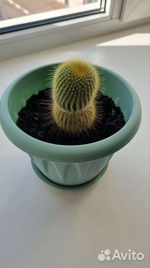 Кактус цветущий, сансевиерия