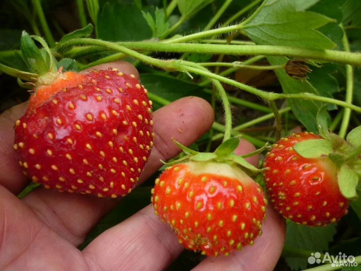 Рассада клубники ремонтантная и др сорта