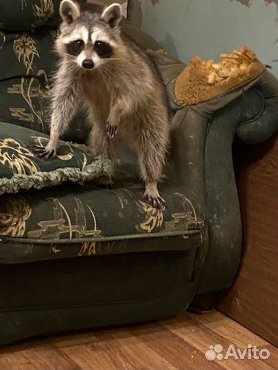 Енот полоскун