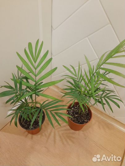 Пальма Хамедорея