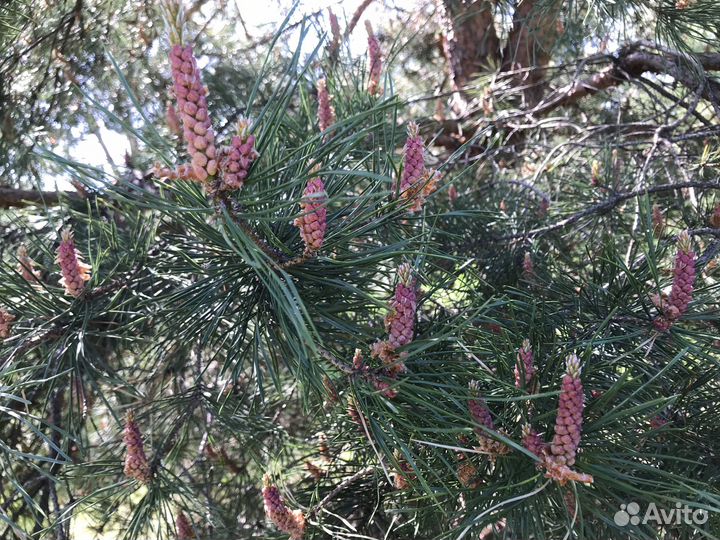 Сосновая пыльца