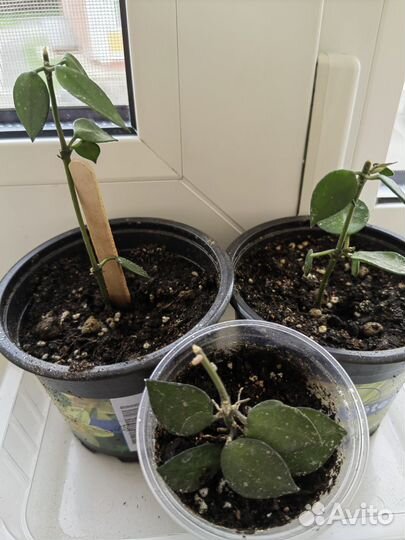 Хойя лакуноза эскимо сильвер