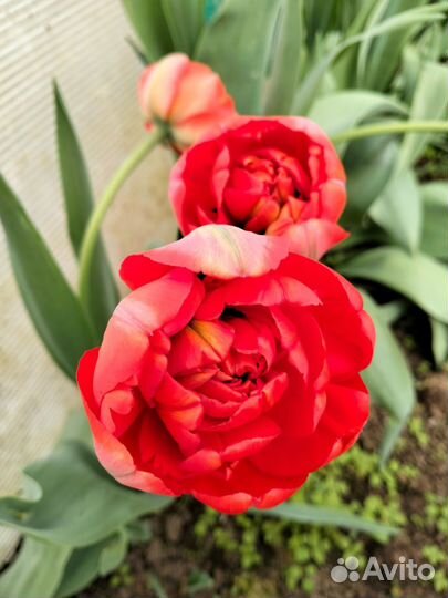 Луковицы тюльпанов