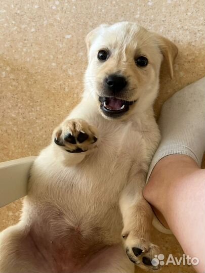 Кобель лабрадора вязка