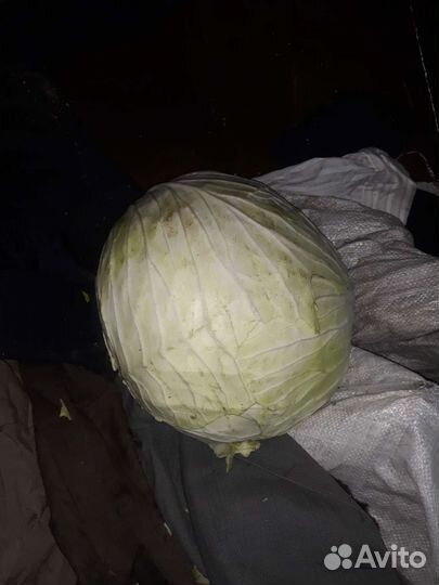 Капуста, тыква домашние