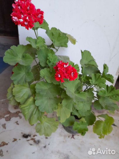 Фикус. Герань розебудная 3шт