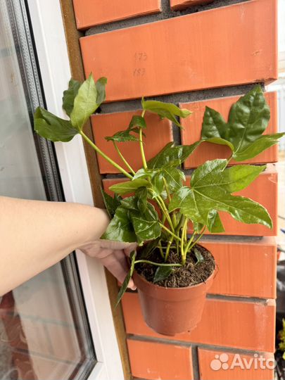 Фатсия японская