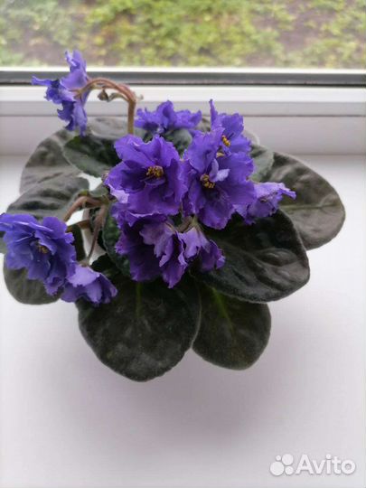 Черенки сортовых фиалок