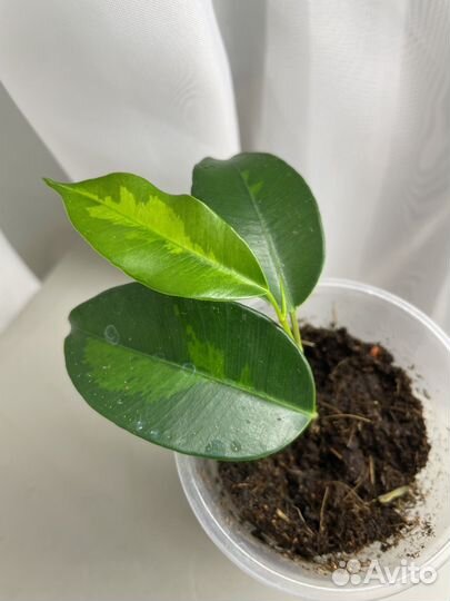 Фикус, Мирт, Кодиеумы (кротоны)