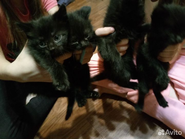 Отдам котят