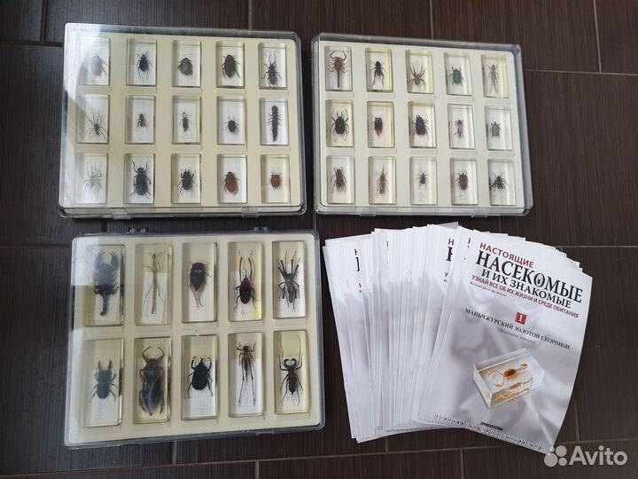 Насекомые и их знакомые коллекция
