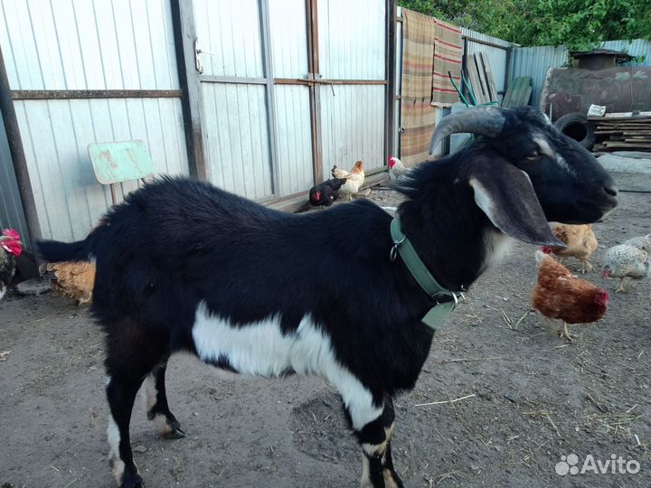 Англо нубийский козел