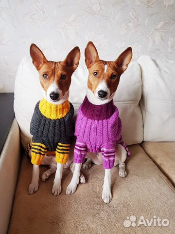 Свитер для басенджи