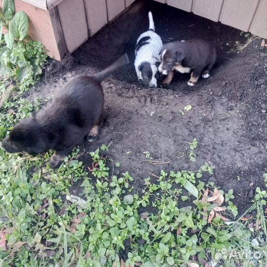 Двортерьер