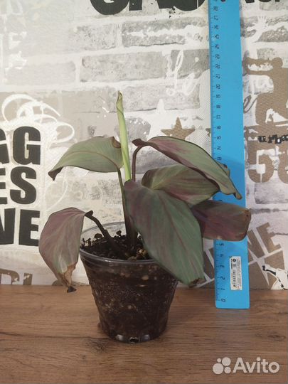 Калатея сильвер плате, калатея лубберса