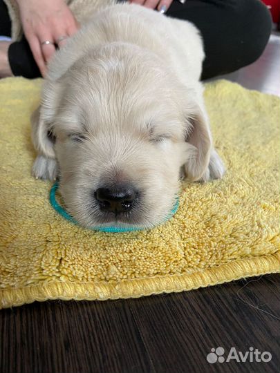 Золотистый ретривер