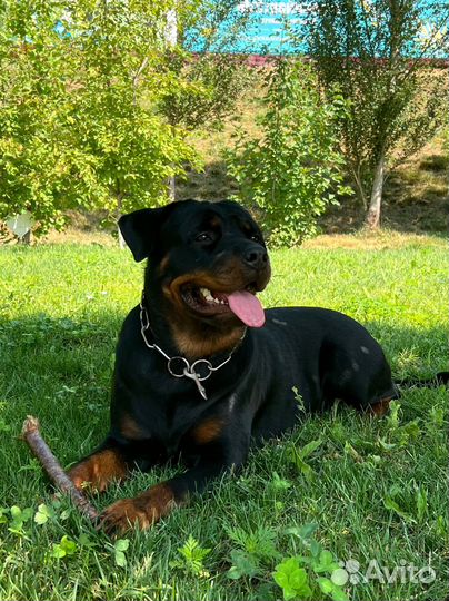 Кинолог с выездом