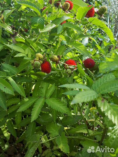 Тибетская малина розолистная