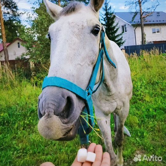 Требуются волонтëры на конюшню