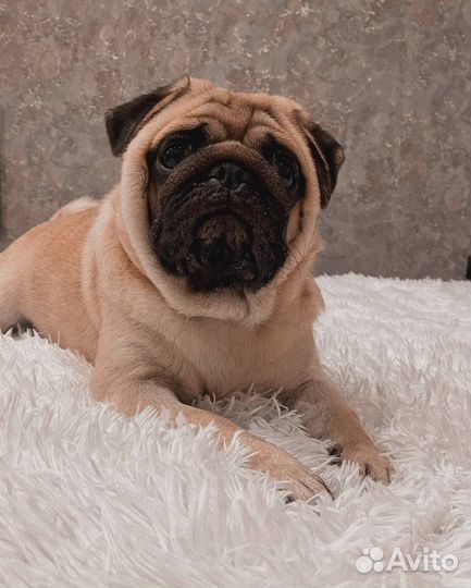 Вязка мопс мальчик