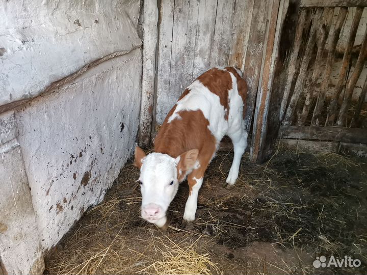 Домашние животные