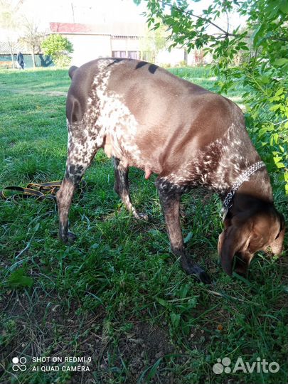 Продам щенков курцхаара от рабочих родителей