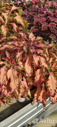 Шефлера, колеусы