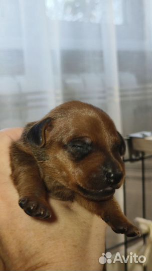 Щенки (бронь)