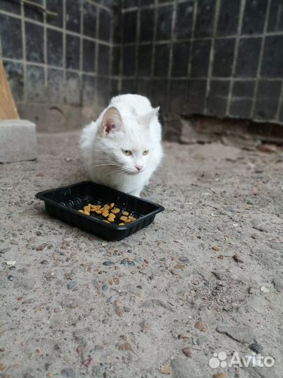 Кошечка в добрые руки