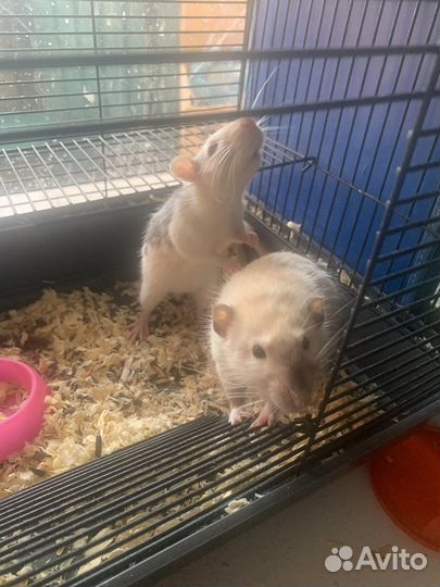 Декоративная крысы дамбо расцветка хаски