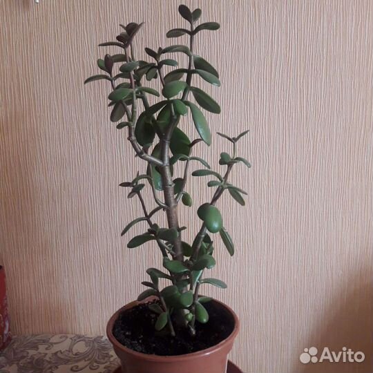 Растения-молочай, алоэ, толстянка, подставки д/цв