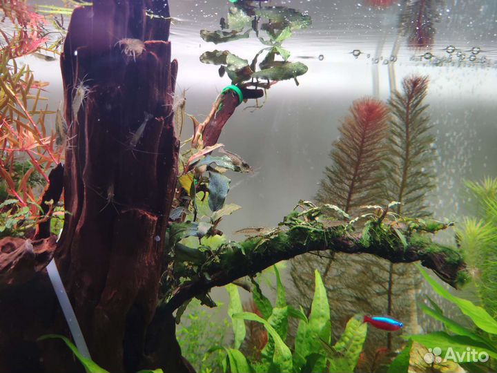 Креветки Амано. Растения