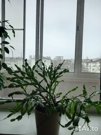 Китайская домашняя роза. Декабрист