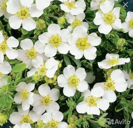 Лапчатка белая